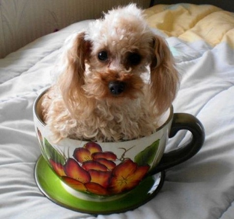 [clip_image007%255B4%255D.jpg]