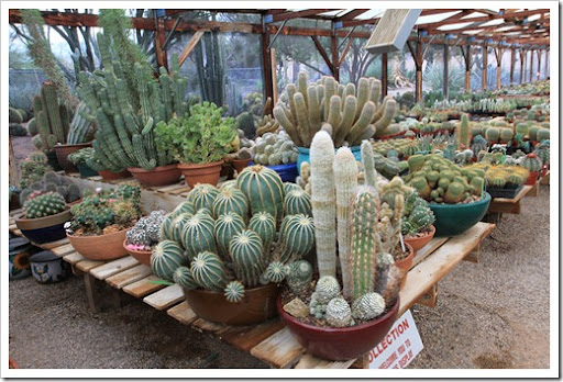 Visit To B&B Cactus Farm, Tucson, AZ (part 1)