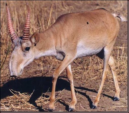 Amazing Animal Pictures The Saiga Antelope (10)