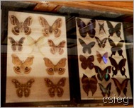Butterflies  (1)k