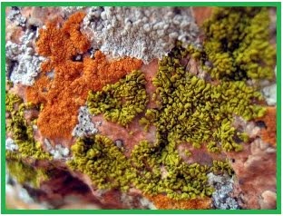[lichenes-algae-fungi%255B2%255D.jpg]