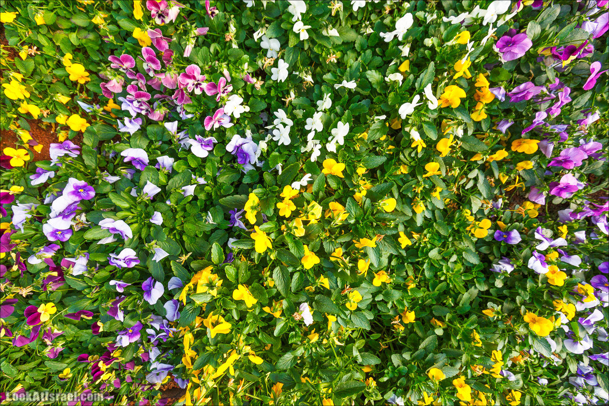 Сельскохозяйственная школа Хава бе-Эден | Hava be-Eden farm | LookAtIsrael.com - Фото путешествия по Израилю | חווה בעדן