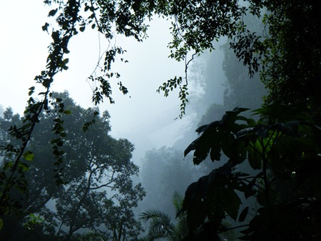 The rainforest.