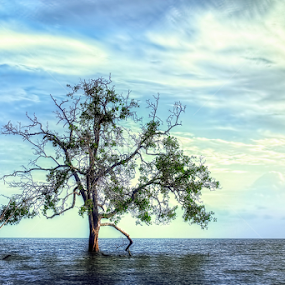 tree by Dak Debab Photoholic - Landscapes Beaches