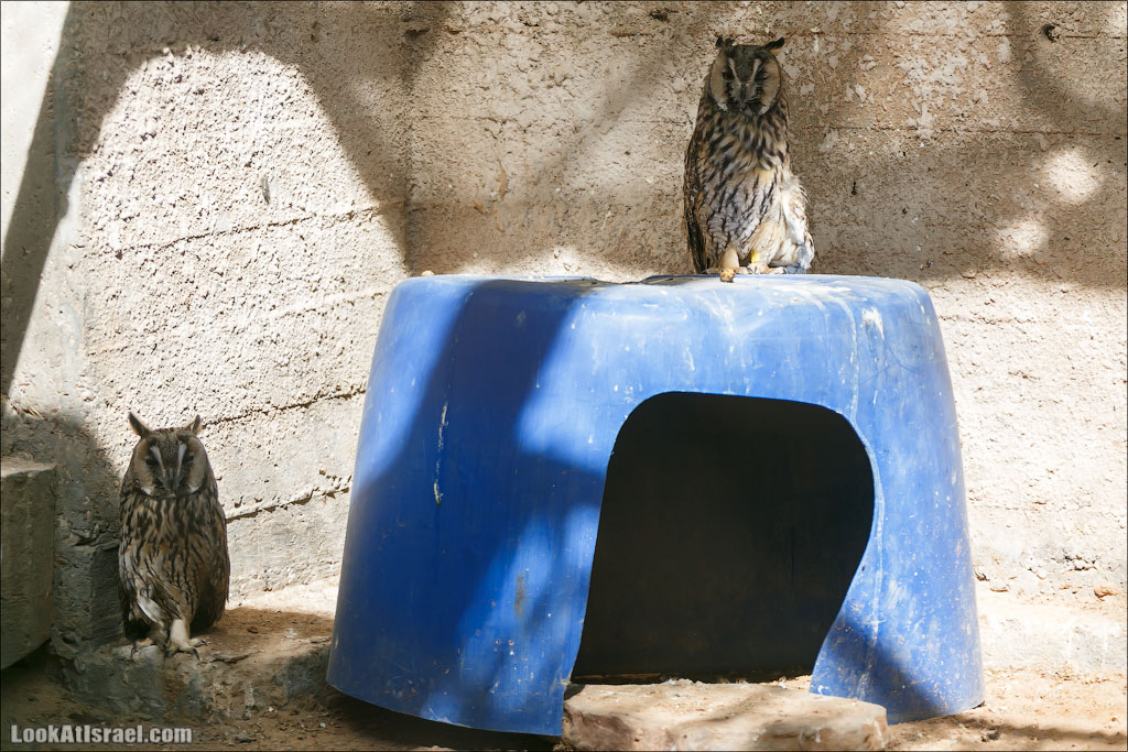 LookAtIsrael.com - Заповедник библейских животных Хай Бар | Hai Bar reserve | חי בר