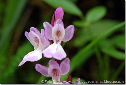 5380 La Pasadera-Roque Carnero(Orquidea canaria) 5380 La Pasadera-Roque Carnero(Orquidea canaria)