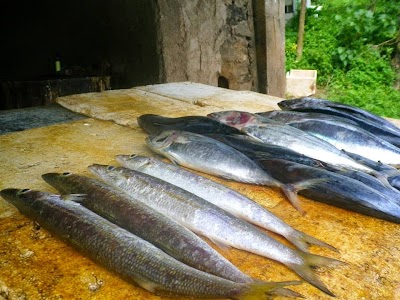 道で売られていた大きな魚