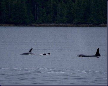 Orcas Bella Bella BC