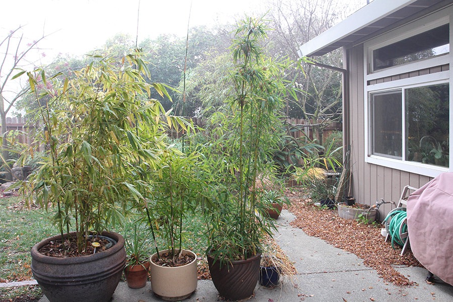 [111218_by_potted_bamboos2.jpg]