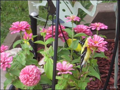 goldfinches eating my zinnias