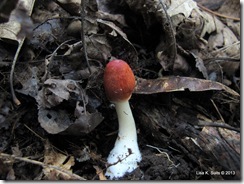 red cap white stem Leucoagaricus rubrotinctus immature