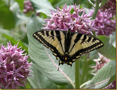 Pale Swallowtail copy (2)