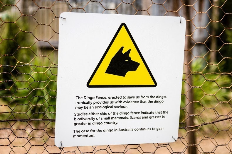 dingo-fence-1 dingo-fence-1