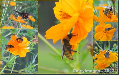 bees on flowers collage