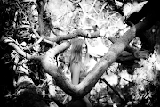 Myrkur