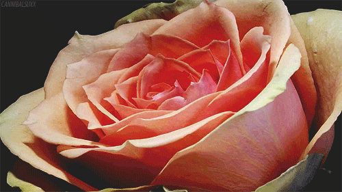 tumblr_m0ozdtvPxj1qbpfn1o1_500.gif