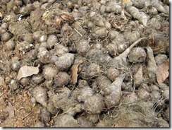 Cheru Chembu / baby taro