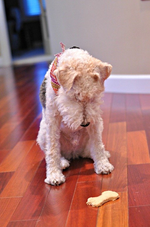 Homemade Dog Biscuits for a Wire Fox Terrier