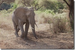 African Elephant