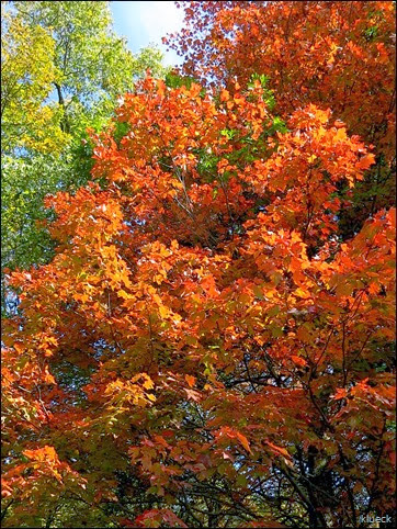 fall foliage Blairsville area