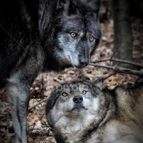 We're just talking ... by Veronique Aubois-Mann - Animals Other Mammals