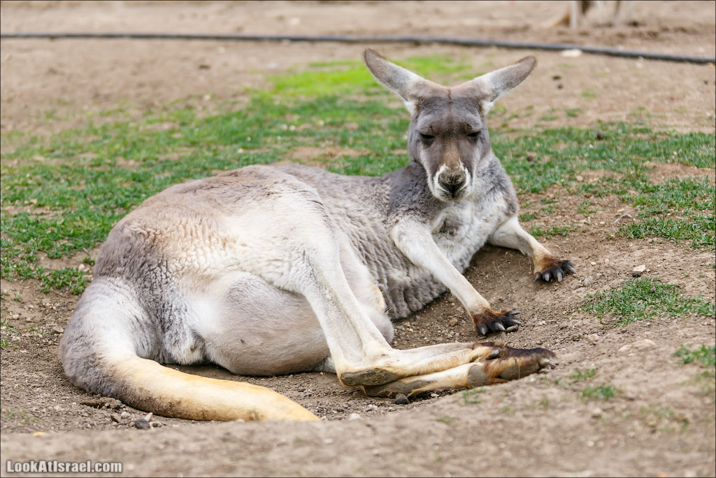 Ган Гуру - парк с кенгуру и другими австралийскими животными | Gan Guru | גן גורו | LookAtIsrael.com - Фото путешествия по Израилю