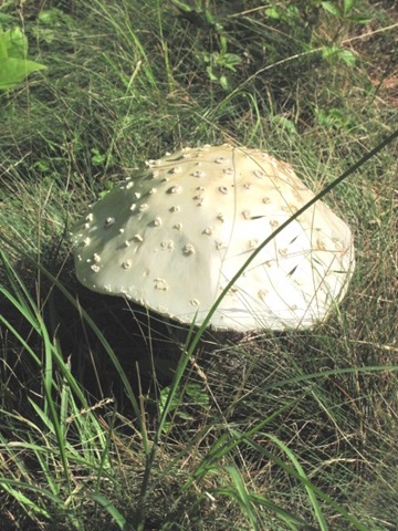 [mushroom23.jpg]