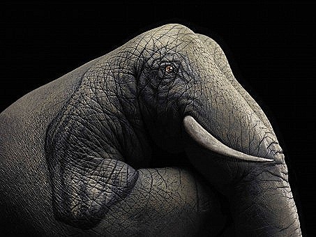 [Elephant-on-black1-453x340%255B4%255D.jpg]