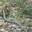 Ground Lizard