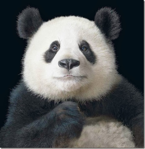 panda