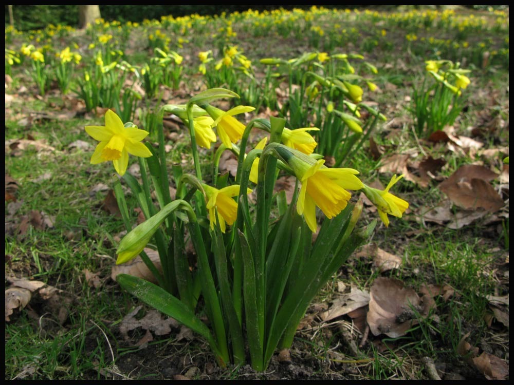 [0237Daffs3.jpg]