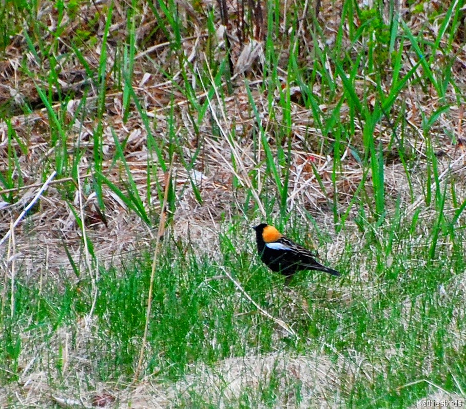 [bobolink%2520on%2520ground-kab%255B4%255D.jpg]