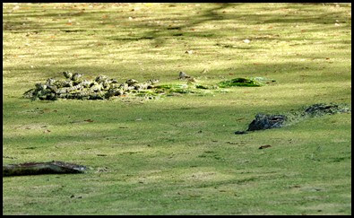 01c - Nature - Momma Gator and Babies