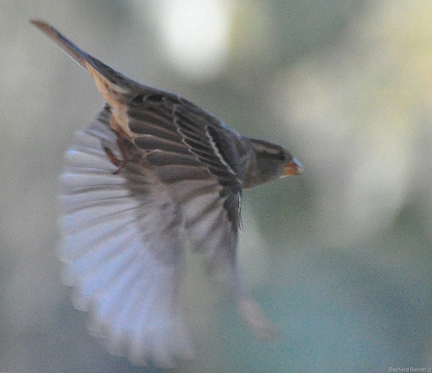 [DSC_0027-001%255B4%255D.jpg]