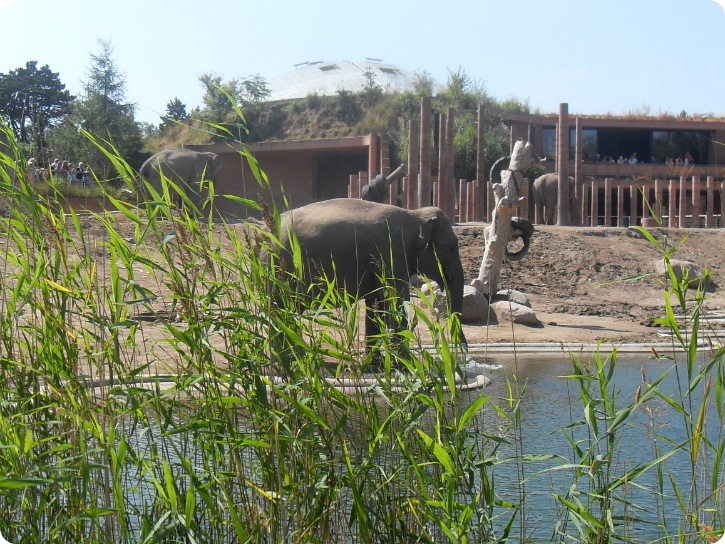 Elefanterne i Zoo - set fra Frederiksberg Have, August 2013