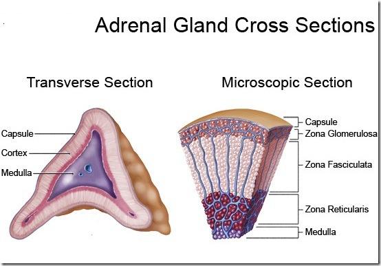 Difference between Adrenal Cortex and Adrenal Medulla - MD