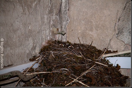 birds_20120526_nest