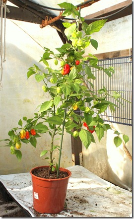 IMG_9588 IMG_9588