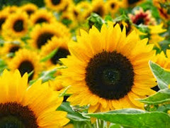 Sunflowers Sunflowers