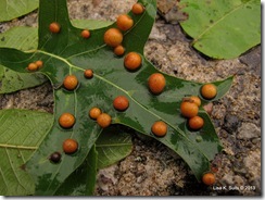 many galls on oak