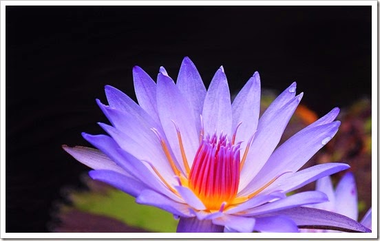 flor-purpura-macro-349