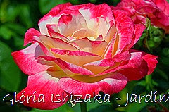 14   - Glória Ishizaka - Rosas do Jardim Botânico Nagai - Osaka