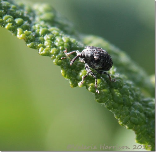 figwort-weevil