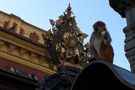 Maimuta pe templu Nepal
