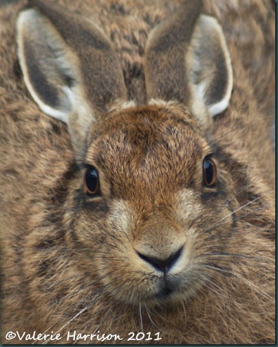 1 hare-close-up