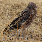 Spotted Harrier