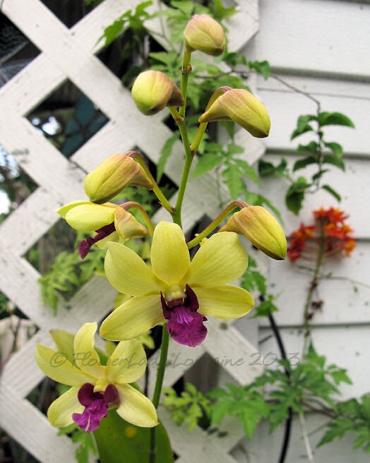 [04-29-d-orchids1%255B4%255D.jpg]