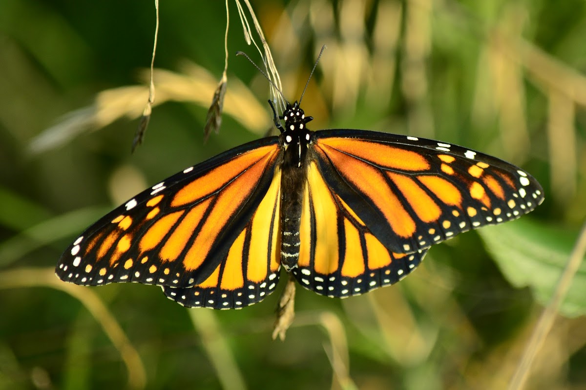 Monarch Butterfly-Female