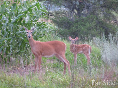 Doe and Fawn July 14 2012