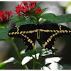 Eastern Giant Swallowtail